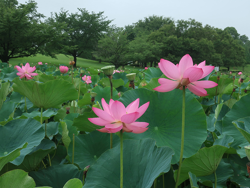 Lotus Garden | Experience the Finest Thai Cuisine in Seattle